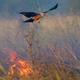 Illustration for article titled Australian birds of prey use fire to hunt.....